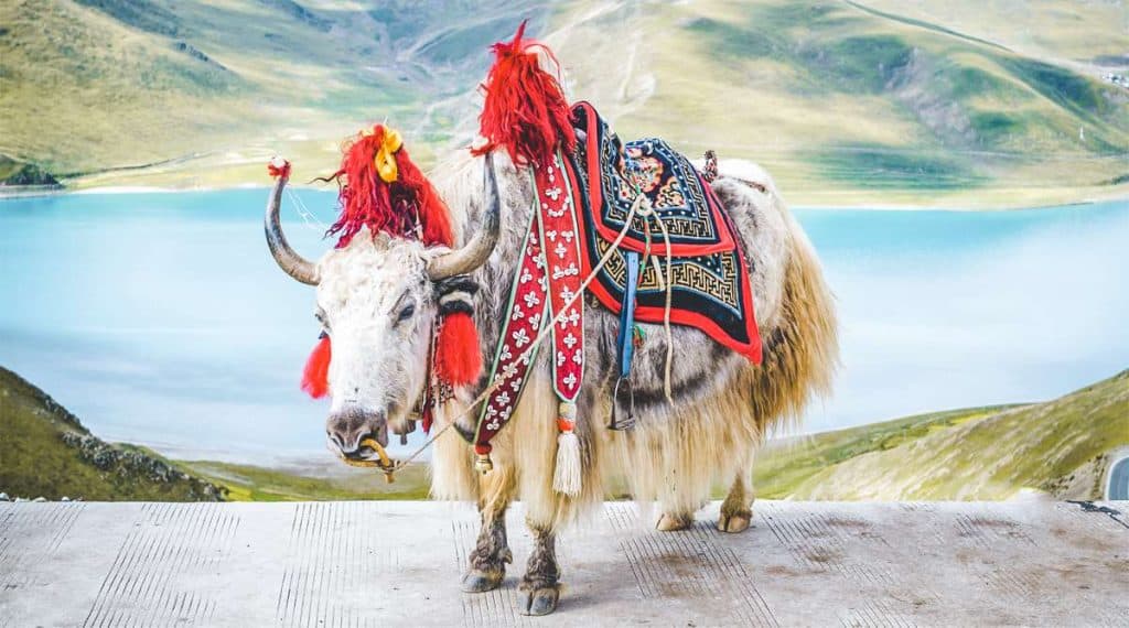 yak Tibet
